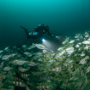 Diver lighting a large school of pouting covering the wreck, Chalutier à Benoît wreck (Lacanau), Gironde, France