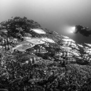 Black and white view of a diver with torch above pouting on the wreck, Chalutier à Benoît wreck (Lacanau), Gironde, France