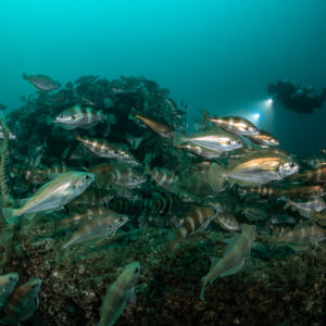 Barred pouting in the foreground with a distant diver over the wreck, Chalutier à Benoît wreck (Lacanau), Gironde, France