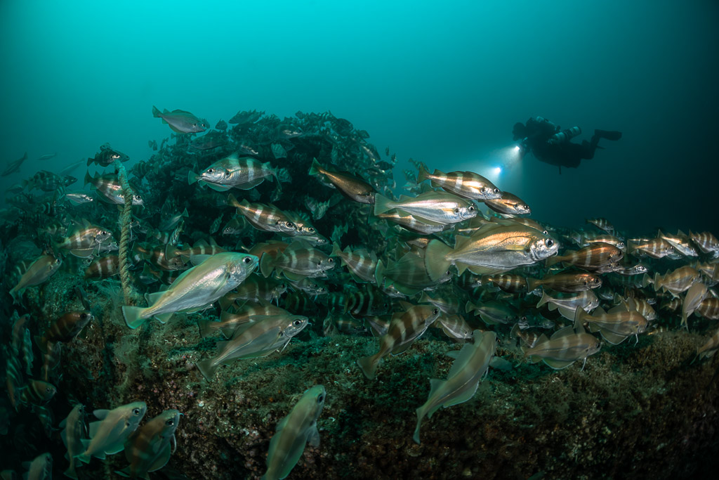 Barred pouting in the foreground with a distant diver over the wreck, Chalutier à Benoît wreck (Lacanau), Gironde, France