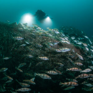 Diver with twin lights above a net-covered wreck section full of fish, Chalutier à Benoît wreck (Lacanau), Gironde, France