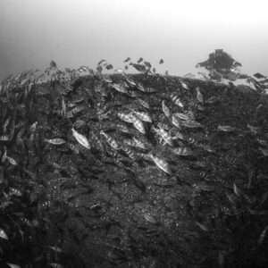 Black and white wreck section blanketed by pouting, diver on top, Chalutier à Benoît wreck (Lacanau), Gironde, France
