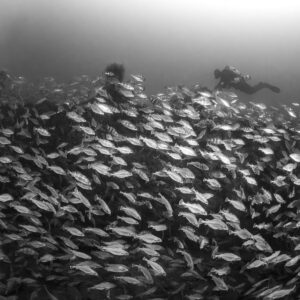 Black and white sea of pouting over the wreck with two divers, Chalutier à Benoît wreck (Lacanau), Gironde, France