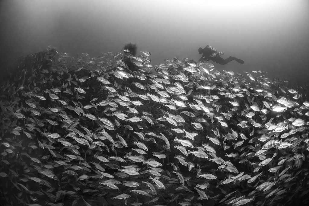 Black and white sea of pouting over the wreck with two divers, Chalutier à Benoît wreck (Lacanau), Gironde, France