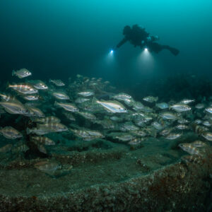 Diver with lights gliding over a fish-covered wreck hull, Chalutier à Benoît wreck (Lacanau), Gironde, France