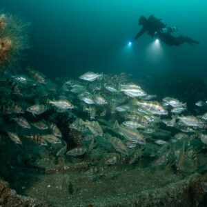 Diver above the wreck with pouting and a brown hydroid tuft in foreground, Chalutier à Benoît wreck (Lacanau), Gironde, France