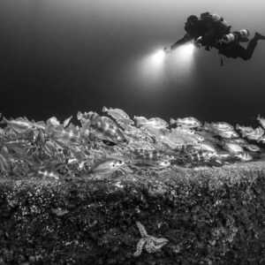 Black and white diver with lights above pouting and a starfish on the wreck, Chalutier à Benoît wreck (Lacanau), Gironde, France