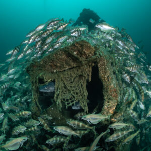 Net-draped wreck structure engulfed by pouting, diver above, vertical, Chalutier à Benoît wreck (Lacanau), Gironde, France