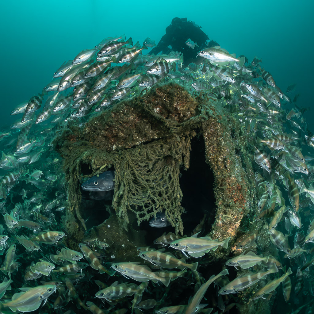 Net-draped wreck structure engulfed by pouting, diver above, vertical, Chalutier à Benoît wreck (Lacanau), Gironde, France