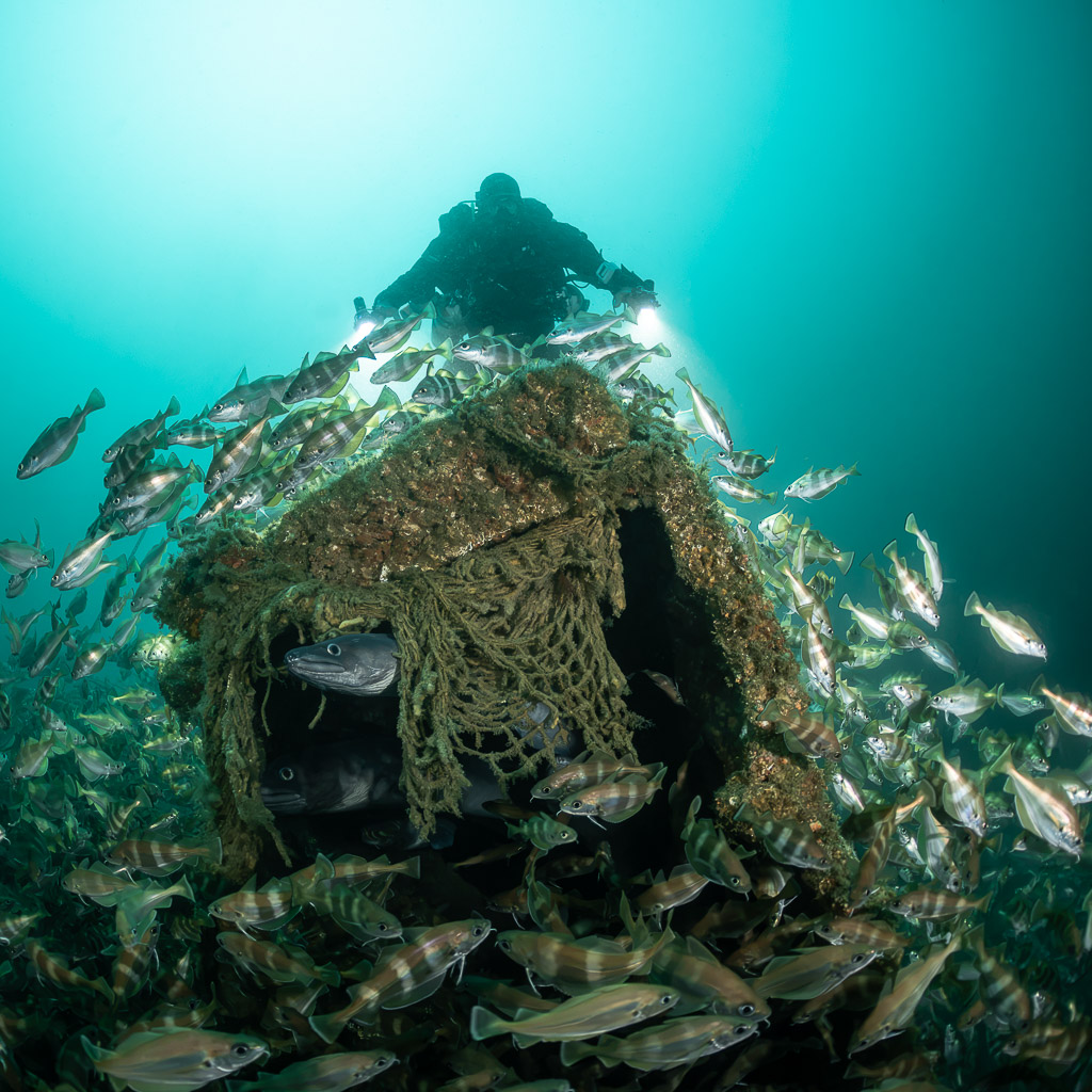 Backlit diver above a net-covered wreck block surrounded by pouting, Chalutier à Benoît wreck (Lacanau), Gironde, France