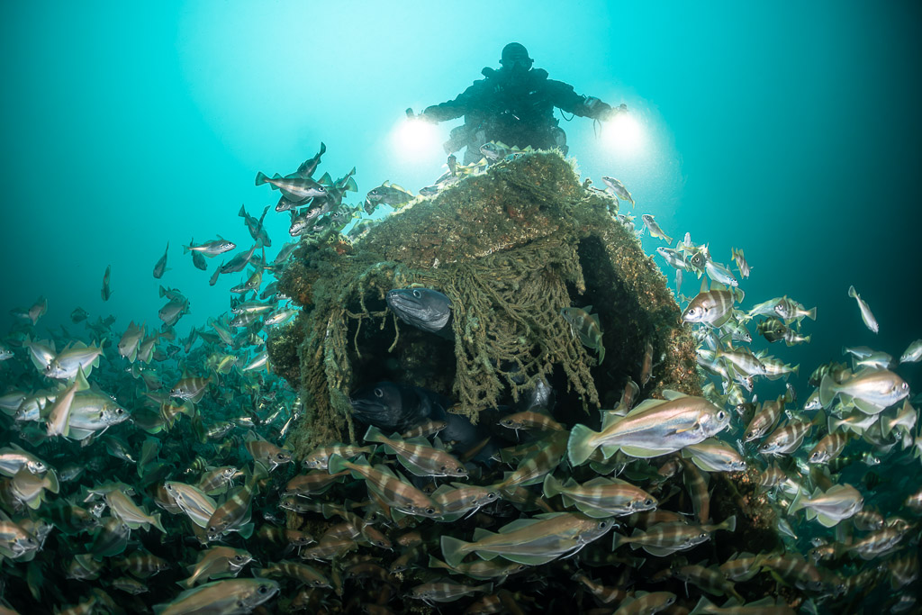 Diver with lights behind a net-covered wreck block and swirling pouting, Chalutier à Benoît wreck (Lacanau), Gironde, France
