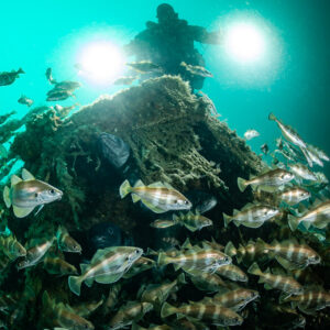 Pouting in front of a net-covered wreck block with a diver’s bright lights, Chalutier à Benoît wreck (Lacanau), Gironde, France