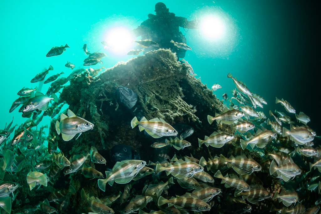 Pouting in front of a net-covered wreck block with a diver’s bright lights, Chalutier à Benoît wreck (Lacanau), Gironde, France
