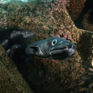 Conger eel emerging from a hole in the wreck, others behind, Chalutier à Benoît wreck (Lacanau), Gironde, France