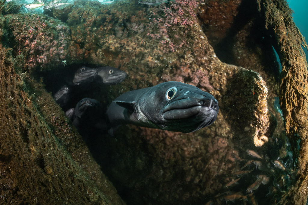 Conger eel emerging from a hole in the wreck, others behind, Chalutier à Benoît wreck (Lacanau), Gironde, France