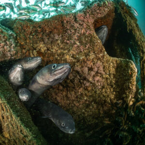 Group of conger eels peering from a wreck opening, Chalutier à Benoît wreck (Lacanau), Gironde, France