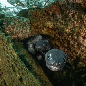 Conger eels sheltering under a net-covered wreck plate, Chalutier à Benoît wreck (Lacanau), Gironde, France