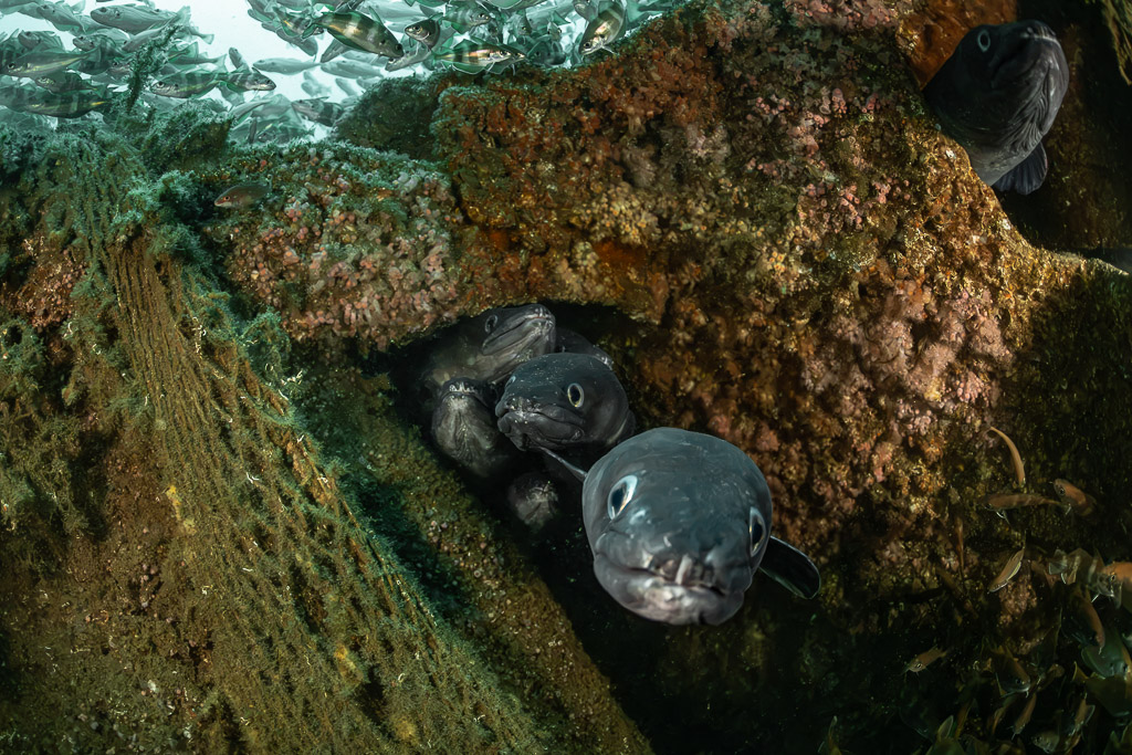 Conger eels sheltering under a net-covered wreck plate, Chalutier à Benoît wreck (Lacanau), Gironde, France