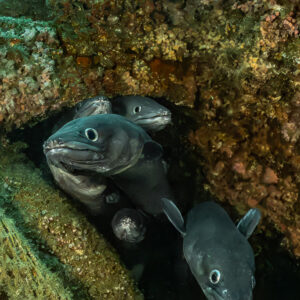 Two conger eels in a crevice of the wreck, vertical, Chalutier à Benoît wreck (Lacanau), Gironde, France