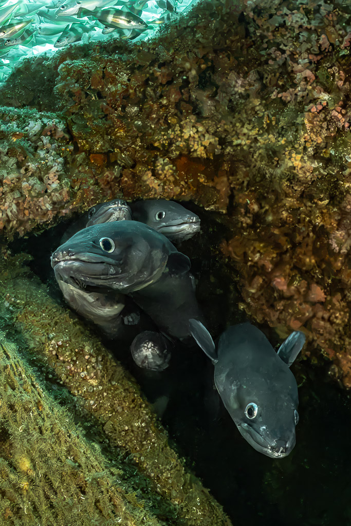 Two conger eels in a crevice of the wreck, vertical, Chalutier à Benoît wreck (Lacanau), Gironde, France