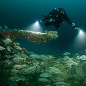 Rebreather diver with lights above a wreck beam and school of pouting, Chalutier à Benoît wreck (Lacanau), Gironde, France