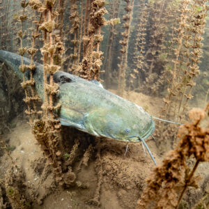 Wels catfish nosing through dead aquatic plants over the bottom, Lake Salagou, Hérault, France