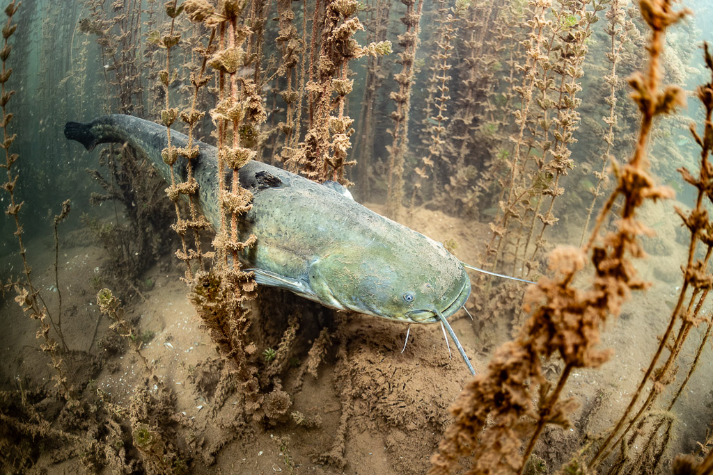 Wels catfish nosing through dead aquatic plants over the bottom, Lake Salagou, Hérault, France