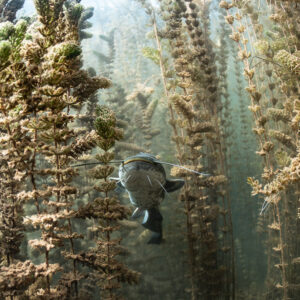 Wels catfish half hidden in a thicket of aquatic plants, Lake Salagou, Hérault, France