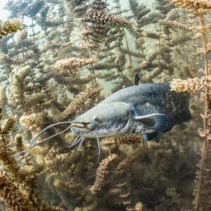 Wels catfish swimming between plant stems, long barbels spread, Lake Salagou, Hérault, France