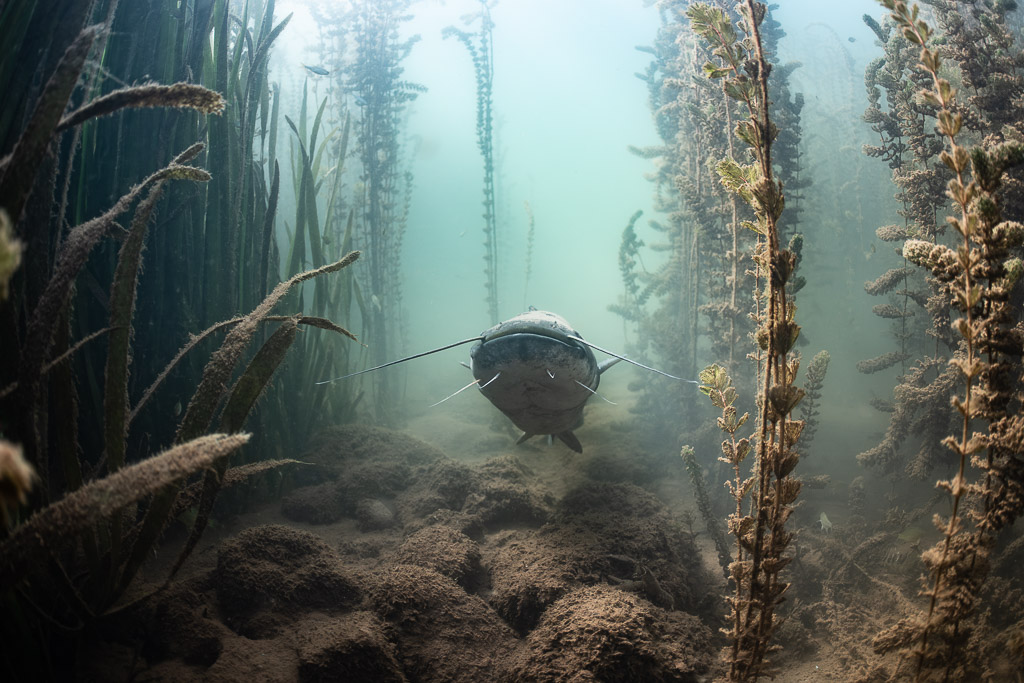 Wels catfish approaching head-on through a corridor of aquatic plants, Lake Salagou, Hérault, France