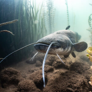 Wels catfish facing the camera among plants, barbels curling, Lake Salagou, Hérault, France