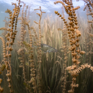 Small zander half hidden in a forest of aquatic plants below the surface, Lake Salagou, Hérault, France
