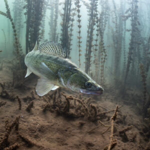 Zander gliding over the bottom among bare plant stems, Lake Salagou, Hérault, France