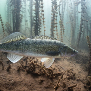 Zander swimming low over the bottom among dead plant stems, profile view, Lake Salagou, Hérault, France