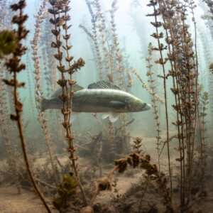Zander passing between aquatic plant stems in green water, Lake Salagou, Hérault, France