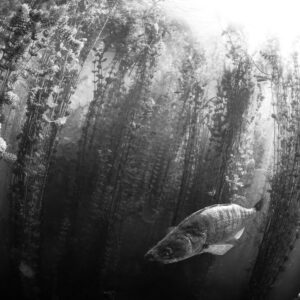 Black-and-white zander swimming beneath a canopy of aquatic plants, Lake Salagou, Hérault, France