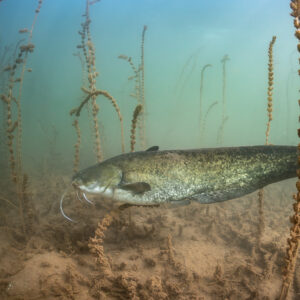 Wels catfish swimming in profile above the bottom among sparse plants, Lake Salagou, Hérault, France