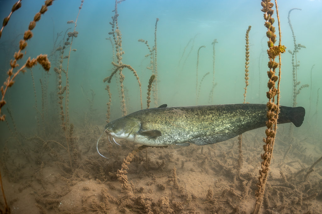 Wels catfish swimming in profile above the bottom among sparse plants, Lake Salagou, Hérault, France