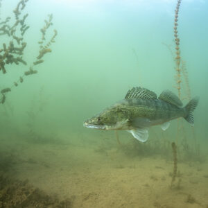 Zander in hazy green water over a silty bottom, Lake Salagou, Hérault, France