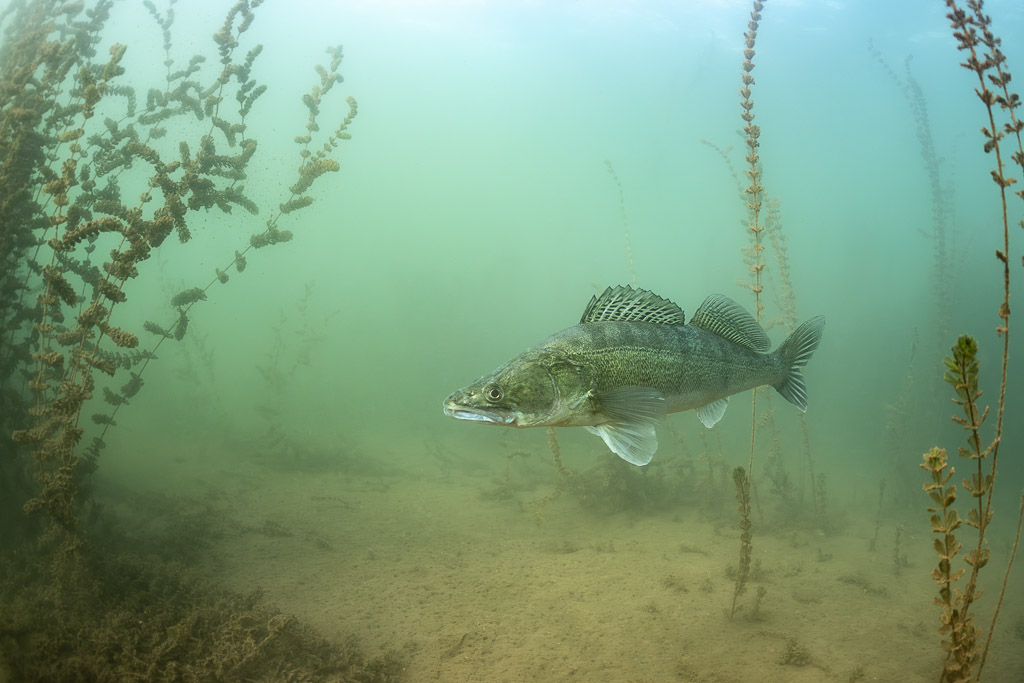 Zander in hazy green water over a silty bottom, Lake Salagou, Hérault, France
