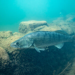 Zander swimming past angular submerged blocks, Lake Salagou, Hérault, France