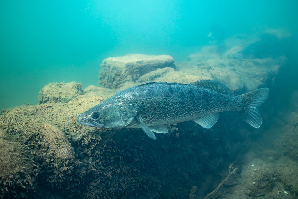 Zander swimming past angular submerged blocks, Lake Salagou, Hérault, France