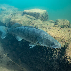 Zander gliding along a ledge of submerged blocks, Lake Salagou, Hérault, France