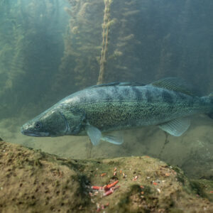 Zander swimming above an algae-covered rock, plants behind, Lake Salagou, Hérault, France