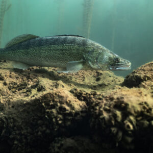 Zander resting on top of a rough submerged rock, Lake Salagou, Hérault, France