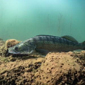 Zander lying low over a rough reddish rock, Lake Salagou, Hérault, France