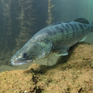 Zander descending along a rock slope, three-quarter view, Lake Salagou, Hérault, France