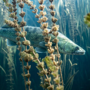 Zander partly hidden behind aquatic plant stems in blue water, Lake Salagou, Hérault, France