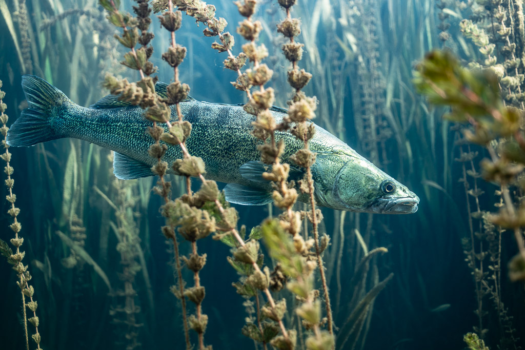 Zander partly hidden behind aquatic plant stems in blue water, Lake Salagou, Hérault, France