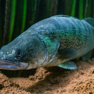 Close-up of a zander on a reddish rock in front of reeds, Lake Salagou, Hérault, France